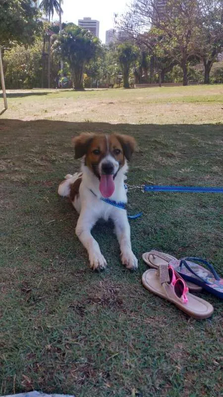 Cachorro ra a mestiço idade 7 a 11 meses nome Luppy