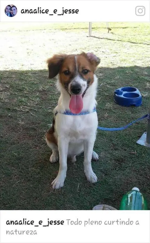Cachorro ra a mestiço idade 7 a 11 meses nome Luppy