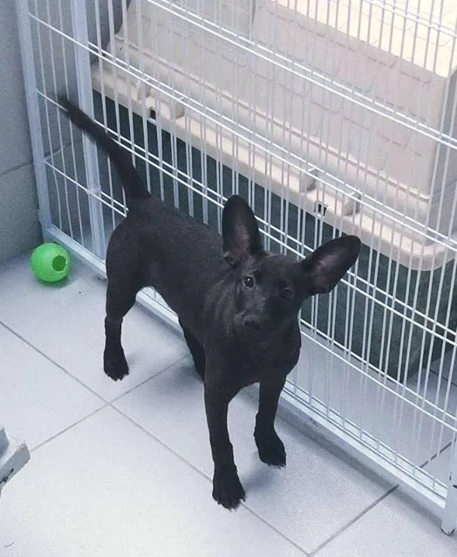 Cachorro ra a SRD idade 7 a 11 meses nome VALENTINA