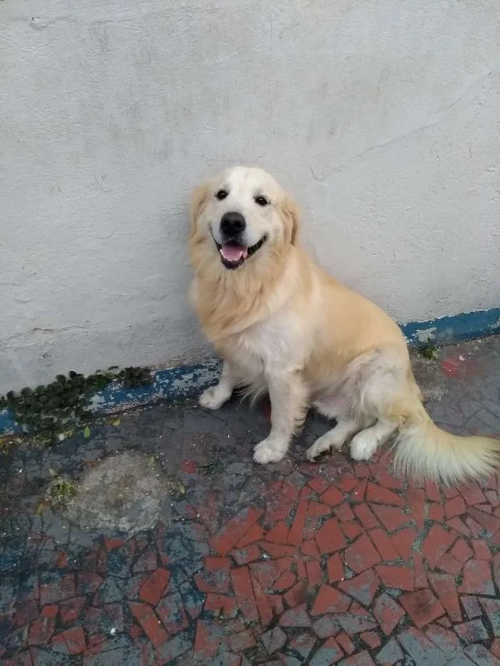 Cachorro ra a Golden Retriever idade 3 anos nome Marley