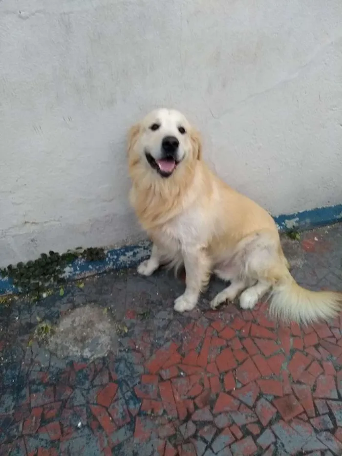 Cachorro ra a Golden Retriever idade 3 anos nome Marley
