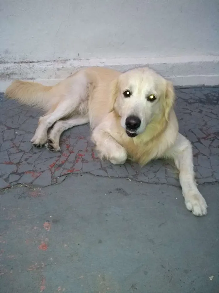 Cachorro ra a Golden Retriever idade 3 anos nome Marley
