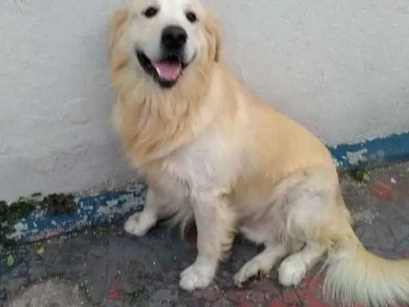 Cachorro ra a Golden Retriever idade 3 anos nome Marley