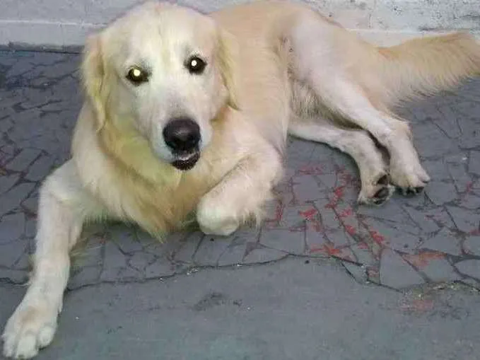 Cachorro ra a Golden Retriever idade 3 anos nome Marley