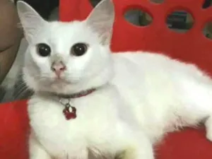 Gato raça Não definida  idade 1 ano nome Sally