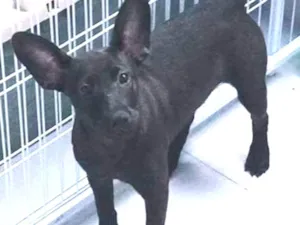 Cachorro raça SRD idade 7 a 11 meses nome VALENTINA
