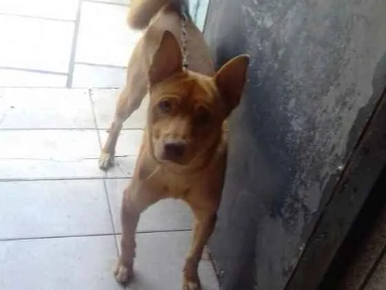 Cachorro ra a Mestiça idade 1 ano nome Spyke