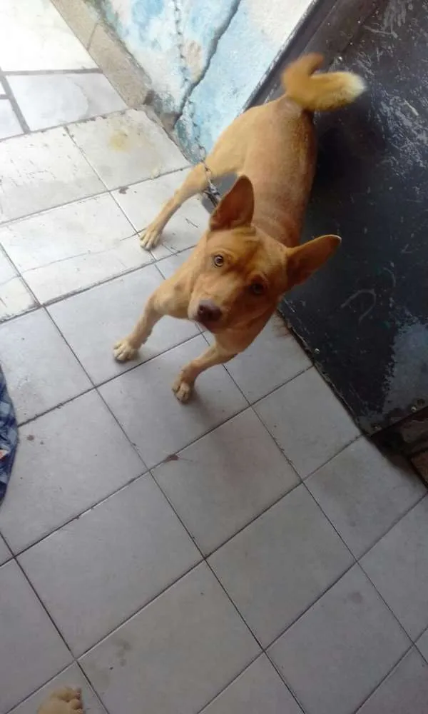 Cachorro ra a Mestiça idade 1 ano nome Spyke