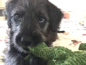 Cachorro raça SRD idade Abaixo de 2 meses nome Arthur