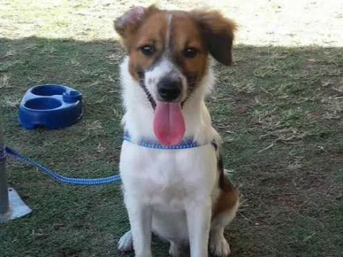 Cachorro ra a mestiço idade 7 a 11 meses nome Luppy