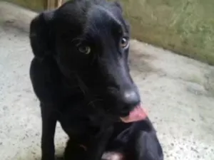 Cachorro raça Labrador idade 7 a 11 meses nome Aquiles