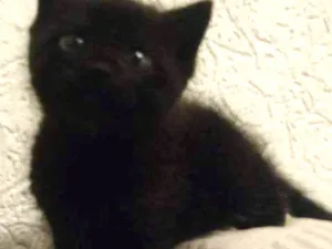 Gato raça Vira lata idade Abaixo de 2 meses nome Sem nome