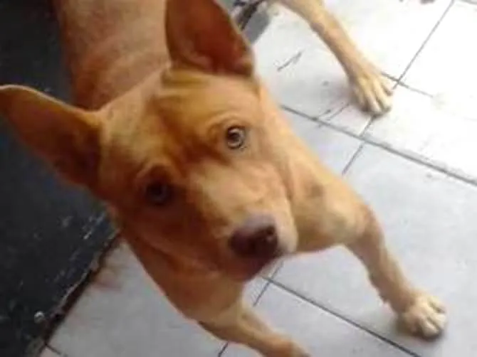 Cachorro ra a Mestiça idade 1 ano nome Spyke