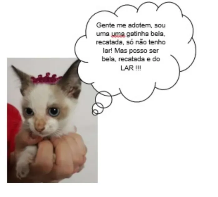 Gato ra a SRD idade Abaixo de 2 meses nome Mimi