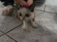 Mimi