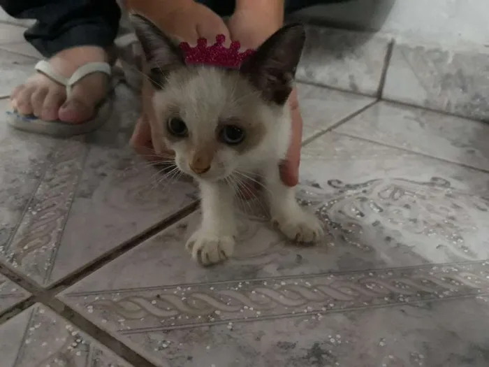 Gato ra a SRD idade Abaixo de 2 meses nome Mimi
