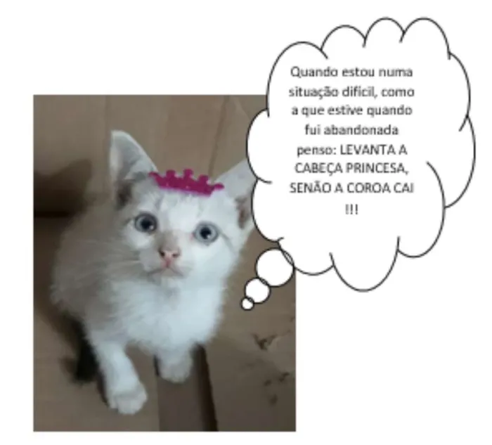 Gato ra a SRD idade Abaixo de 2 meses nome Mini