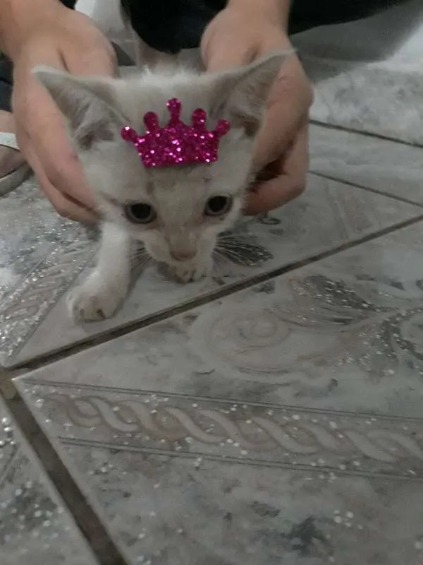 Gato ra a SRD idade Abaixo de 2 meses nome Mini