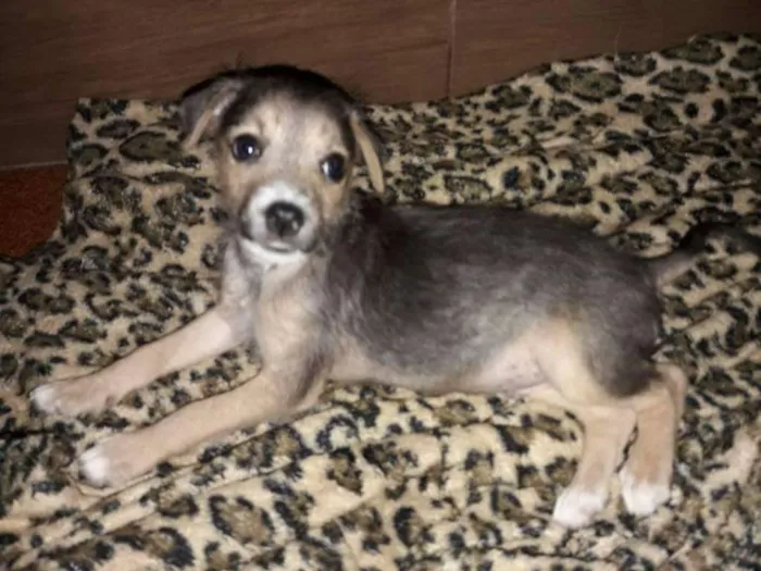 Cachorro ra a Não definida idade 2 a 6 meses nome Chiquinho