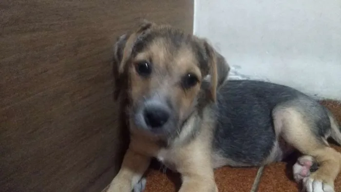 Cachorro ra a Não definida idade 2 a 6 meses nome Chiquinho