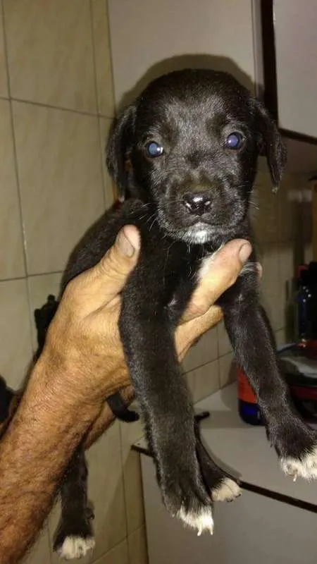 Cachorro ra a não definido idade Abaixo de 2 meses nome Niko