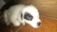 Loly