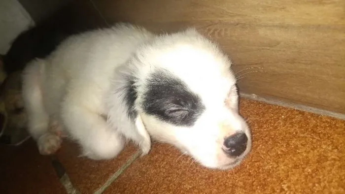 Cachorro ra a não definida idade Abaixo de 2 meses nome Loly