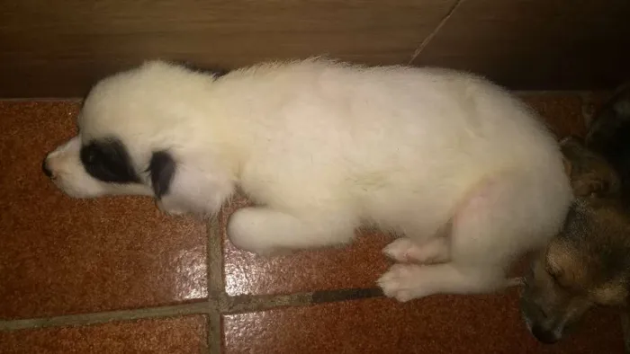 Cachorro ra a não definida idade Abaixo de 2 meses nome Loly