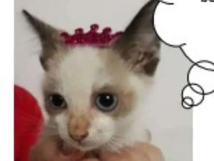 Gato ra a SRD idade Abaixo de 2 meses nome Mimi