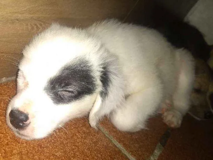 Cachorro ra a não definida idade Abaixo de 2 meses nome Loly