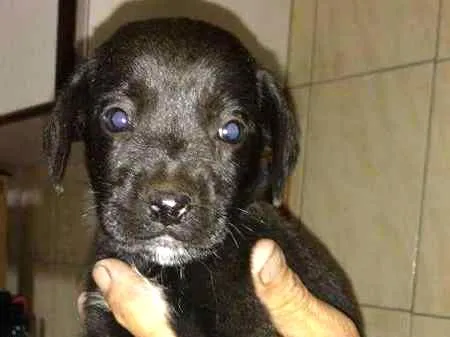 Cachorro ra a não definido idade Abaixo de 2 meses nome Niko