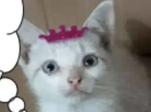 Gato raça SRD idade Abaixo de 2 meses nome Mini