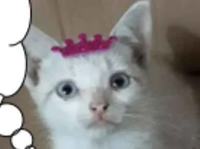 Gato ra a SRD idade Abaixo de 2 meses nome Mini