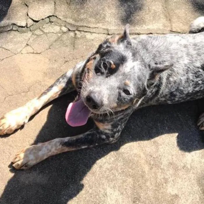 Cachorro ra a BLUE HEELER idade 2 anos nome Jack