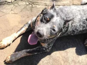 Cachorro raça BLUE HEELER idade 2 anos nome Jack