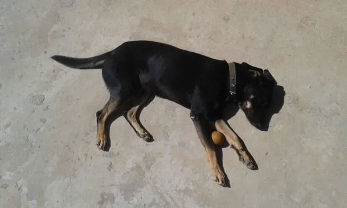 Cachorro ra a Viralata com rotivale idade 2 anos nome Jake