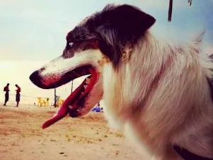 Cachorro raça Border Colie idade 2 a 6 meses nome Amora