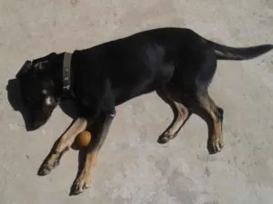 Cachorro raça Viralata com rotivale idade 2 anos nome Jake