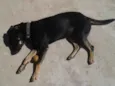 Jake