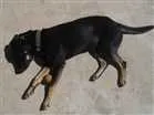 Cachorro raça Viralata com rotivale idade 2 anos nome Jake