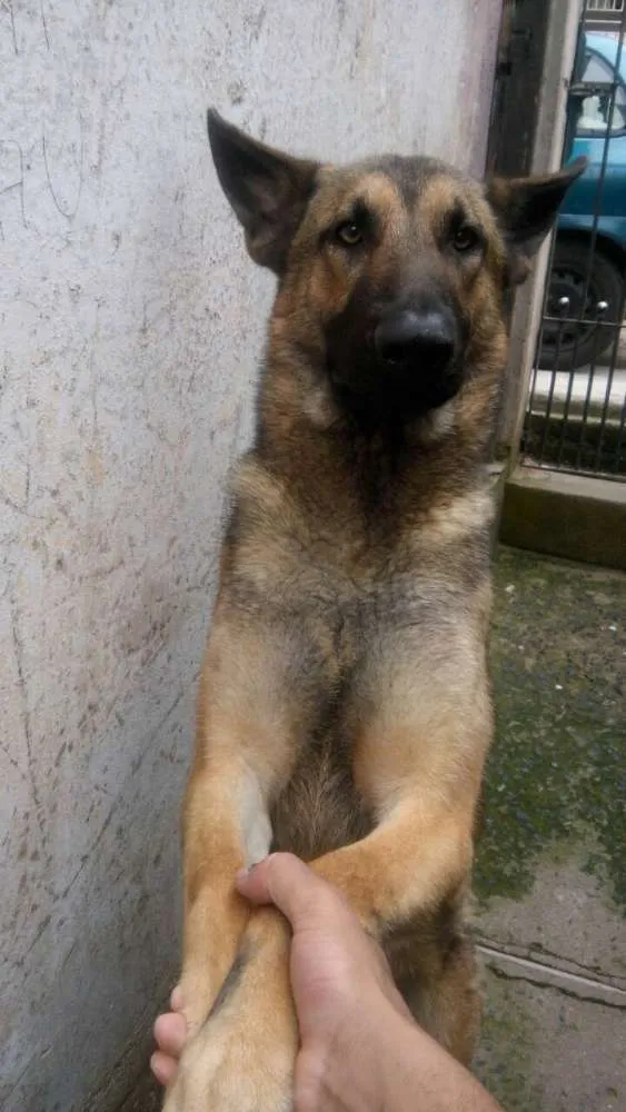 Cachorro ra a Pastor alemão idade 2 anos nome Max