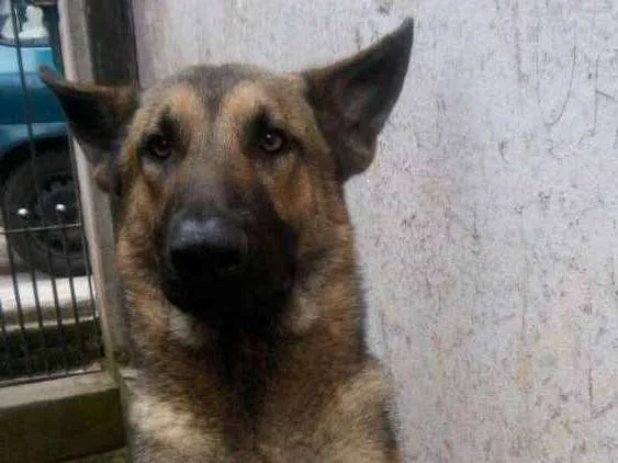 Cachorro ra a Pastor alemão idade 2 anos nome Max