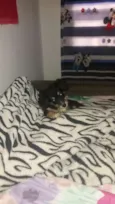 Bela