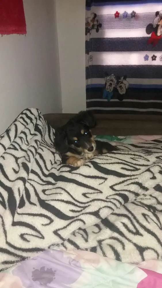 Cachorro ra a Pinter/ powdow  idade 2 a 6 meses nome Bela