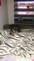 Bela