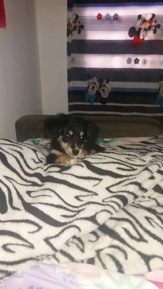 Cachorro ra a Pinter/ powdow  idade 2 a 6 meses nome Bela