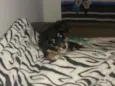 Bela