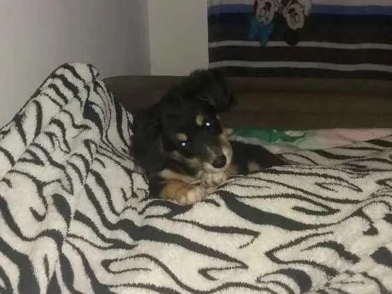 Cachorro ra a Pinter/ powdow  idade 2 a 6 meses nome Bela