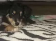 Bela