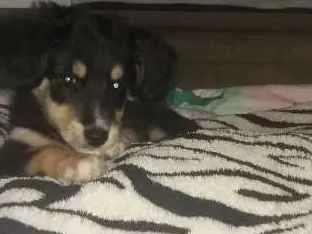 Cachorro ra a Pinter/ powdow  idade 2 a 6 meses nome Bela